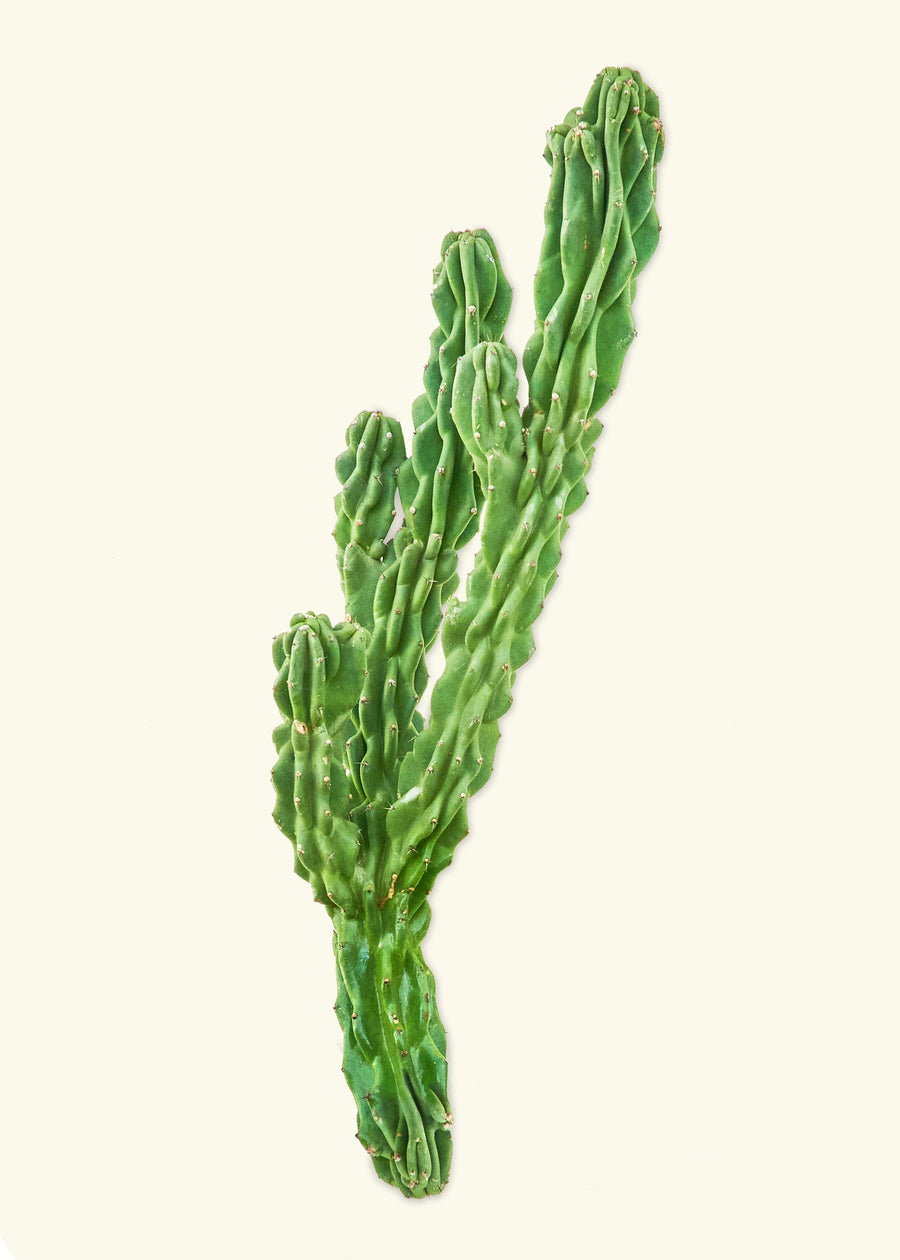 Monstrose Cactus