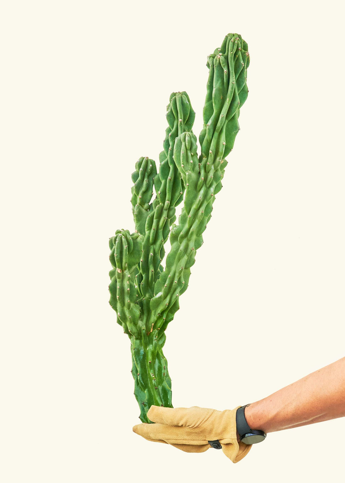 Monstrose Cactus