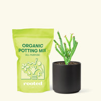 Small Pencil Cactus (Euphorbia tirucalli) in a black cylinder pot and a bag of soil.