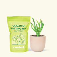 Small Pencil Cactus (Euphorbia tirucalli) in a pink rounded pot and a bag of soil.