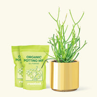 Medium Pencil Cactus (Euphorbia tirucalli) in a gold cylinder pot and two bag of soil.