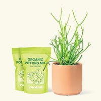 Medium Pencil Cactus (Euphorbia tirucalli) in a peach cylinder pot and two bag of soil.
