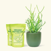  Medium Pencil Cactus (Euphorbia tirucalli) in a green rounded pot and two bag of soil.