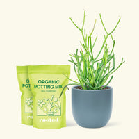 Medium Pencil Cactus (Euphorbia tirucalli) in a indigo rounded pot and two bag of soil.
