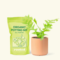 Small Sharktooth Fern (Selenicereus chrysocardium) in a peach cylinder pot and a bag of soil.