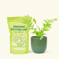 Small Sharktooth Fern (Selenicereus chrysocardium) in a green rounded pot and a bag of soil.