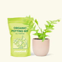 Small Sharktooth Fern (Selenicereus chrysocardium) in a pink rounded pot and a bag of soil.