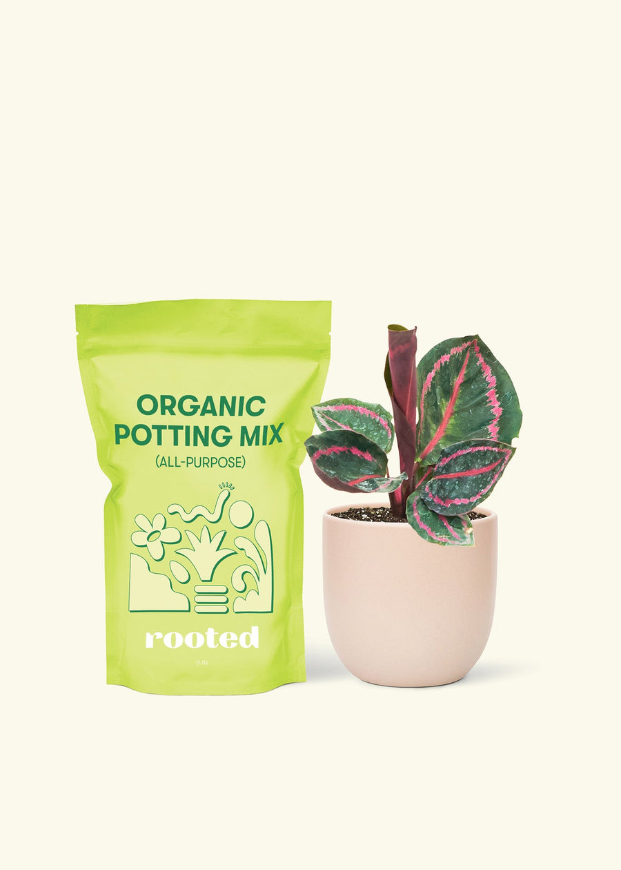 Small Calathea 'Dottie' in a pink rounded pot and a bag of soil.