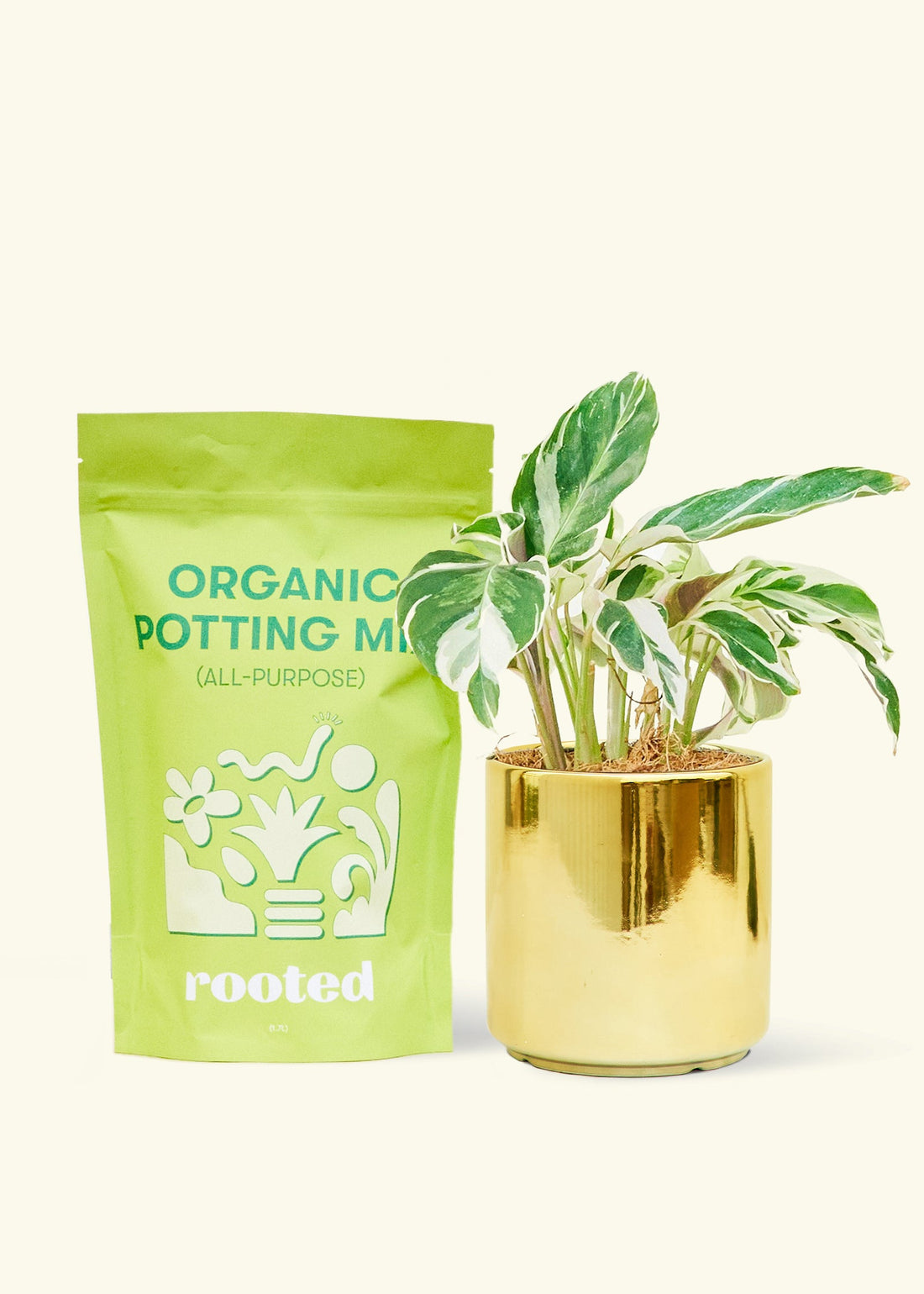  A bag of Organic Potting Mix to the left of a String of Hearts in a gold cylinder ceramic pot.