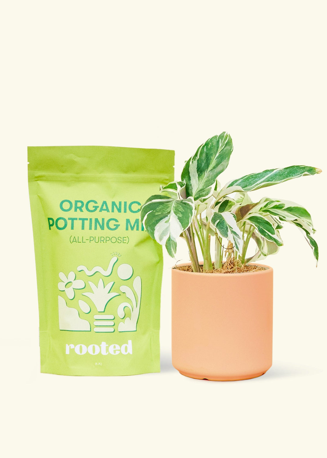 A bag of Organic Potting Mix to the left of a String of Hearts in a peach cylinder ceramic pot.