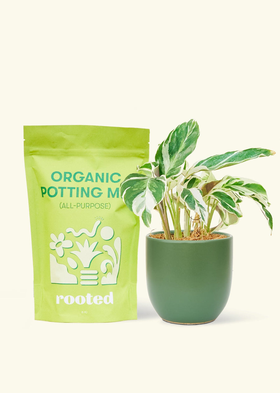 A bag of Organic Potting Mix to the left of a String of Hearts in a green rounded ceramic pot.