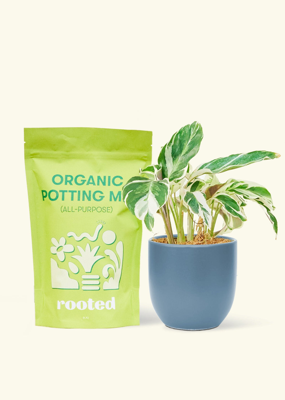 A bag of Organic Potting Mix to the left of a String of Hearts in a indigo rounded ceramic pot.