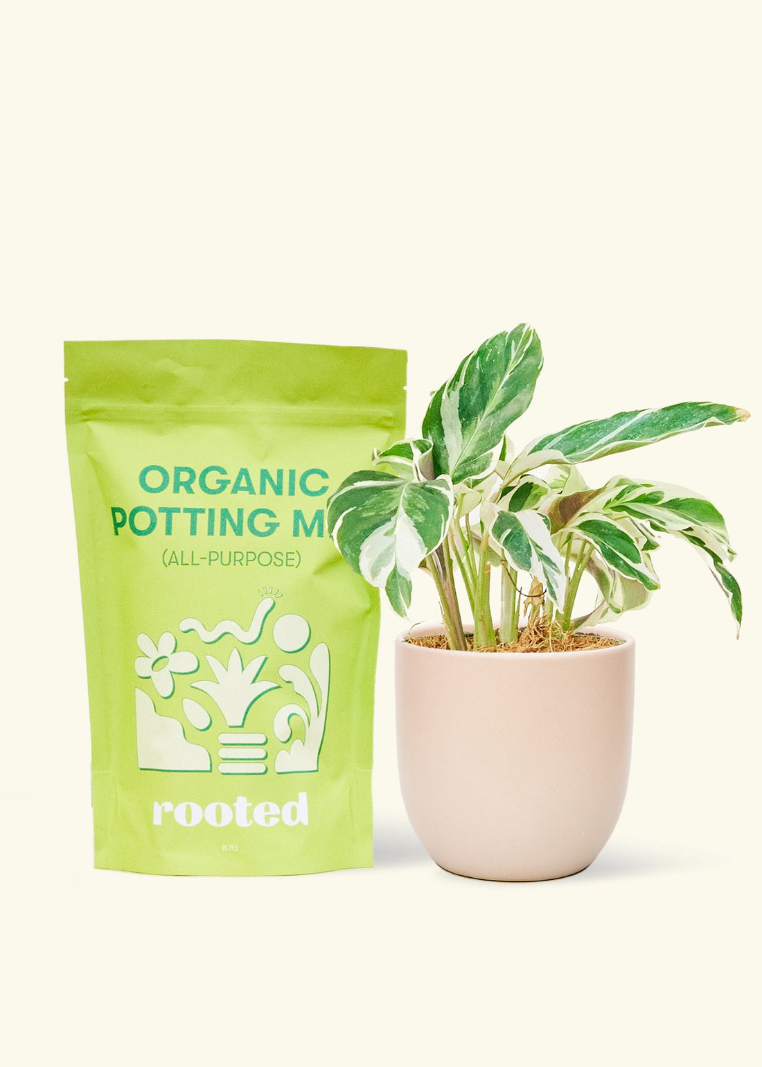 A bag of Organic Potting Mix to the left of a String of Hearts in a pink rounded ceramic pot.