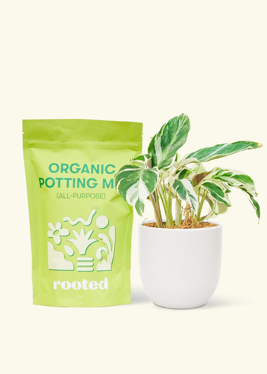 A bag of Organic Potting Mix to the left of a String of Hearts in a white rounded ceramic pot.