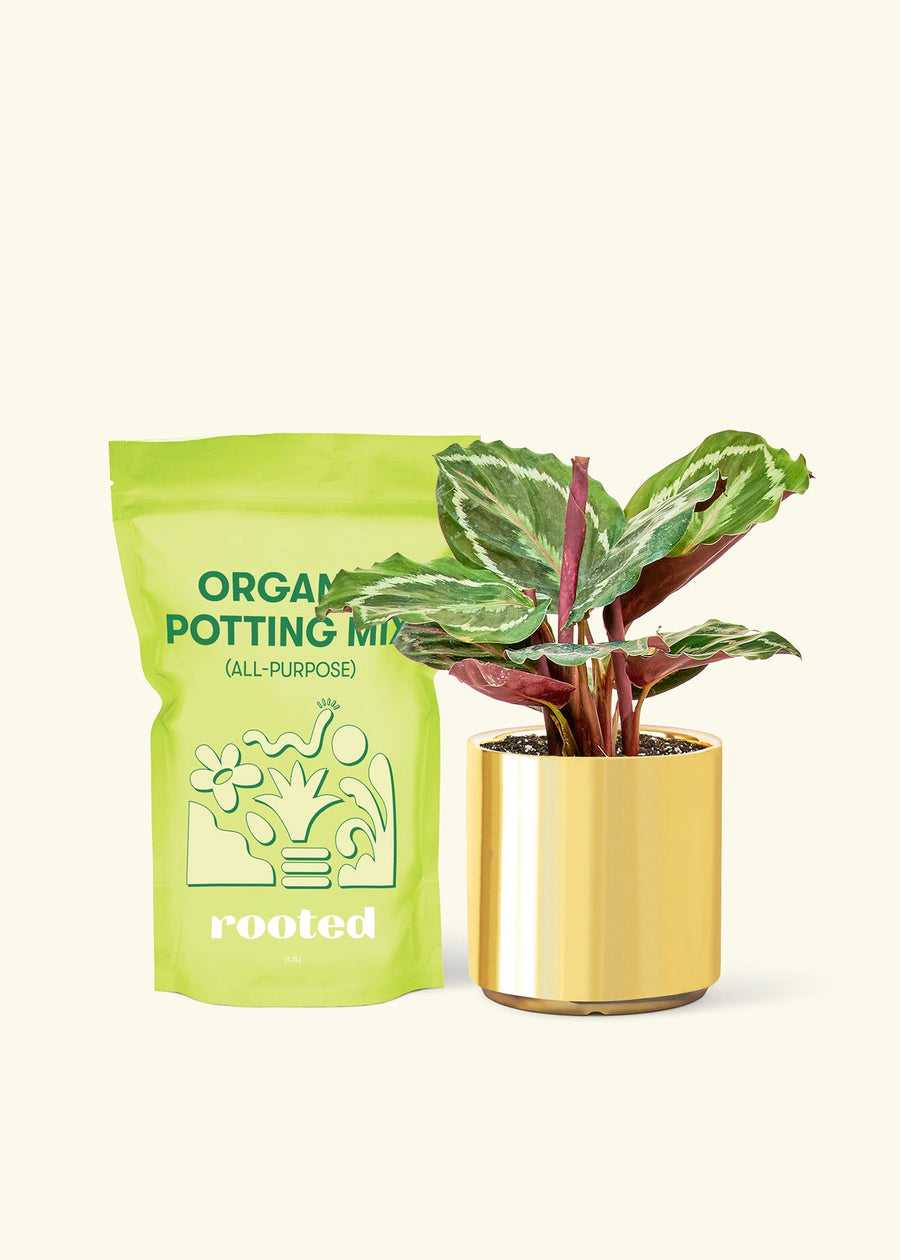 Small Calathea 'Medallion' in a gold cylinder pot and a bag of soil.