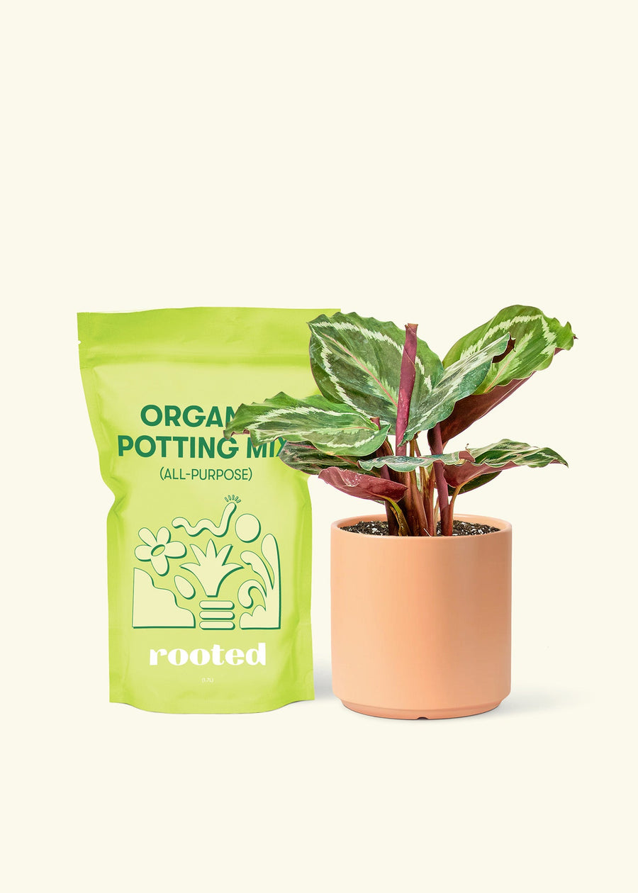 Small Calathea 'Medallion' in a peach cylinder pot and a bag of soil.