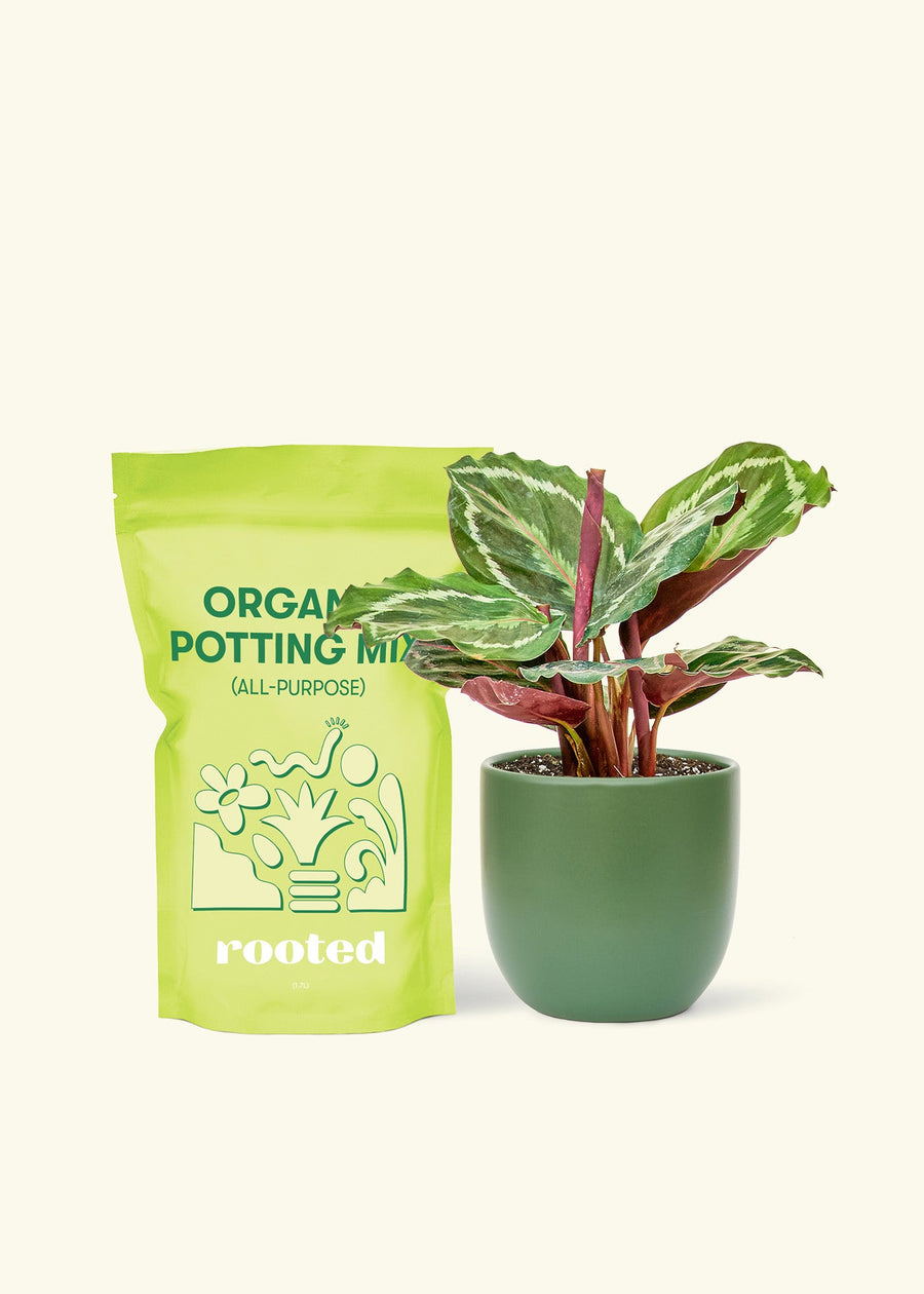 Small Calathea 'Medallion' in a green round pot and a bag of soil.