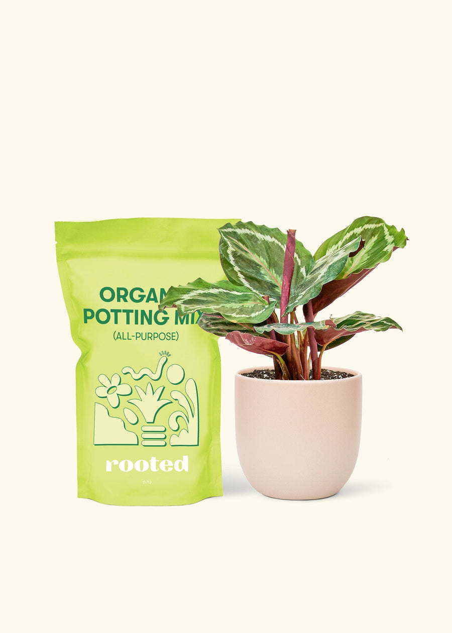 Small Calathea 'Medallion' in a pink round pot and a bag of soil.