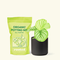 Small Orbit Peacock Plant (Calathea orbifolia) in a black cylinder pot and a bag of soil.