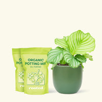Medium Orbit Peacock Plant (Calathea orbifolia) in a green rounded pot and two bag of soil.