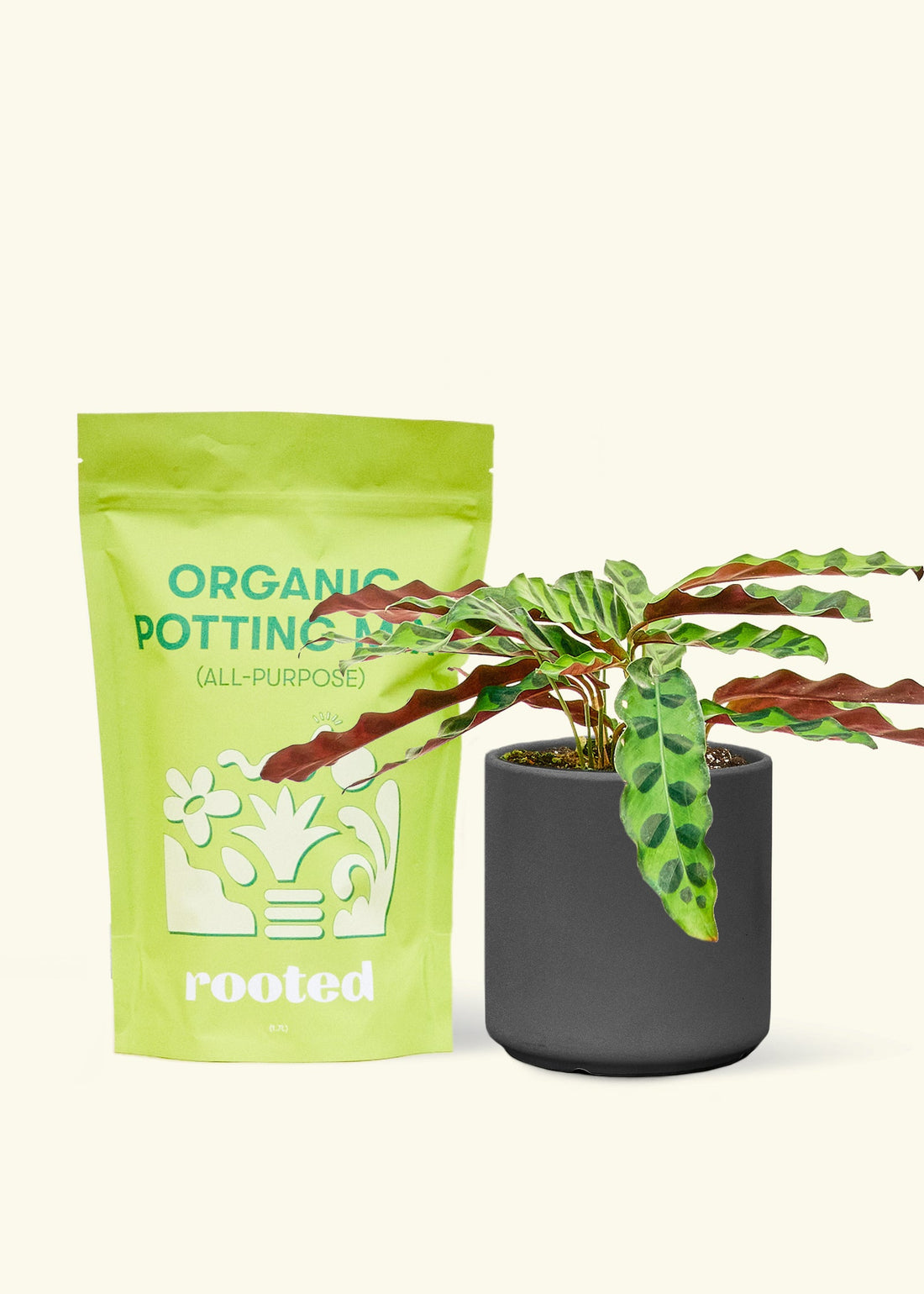 A bag of Organic Potting Mix to the left of a Calathea &