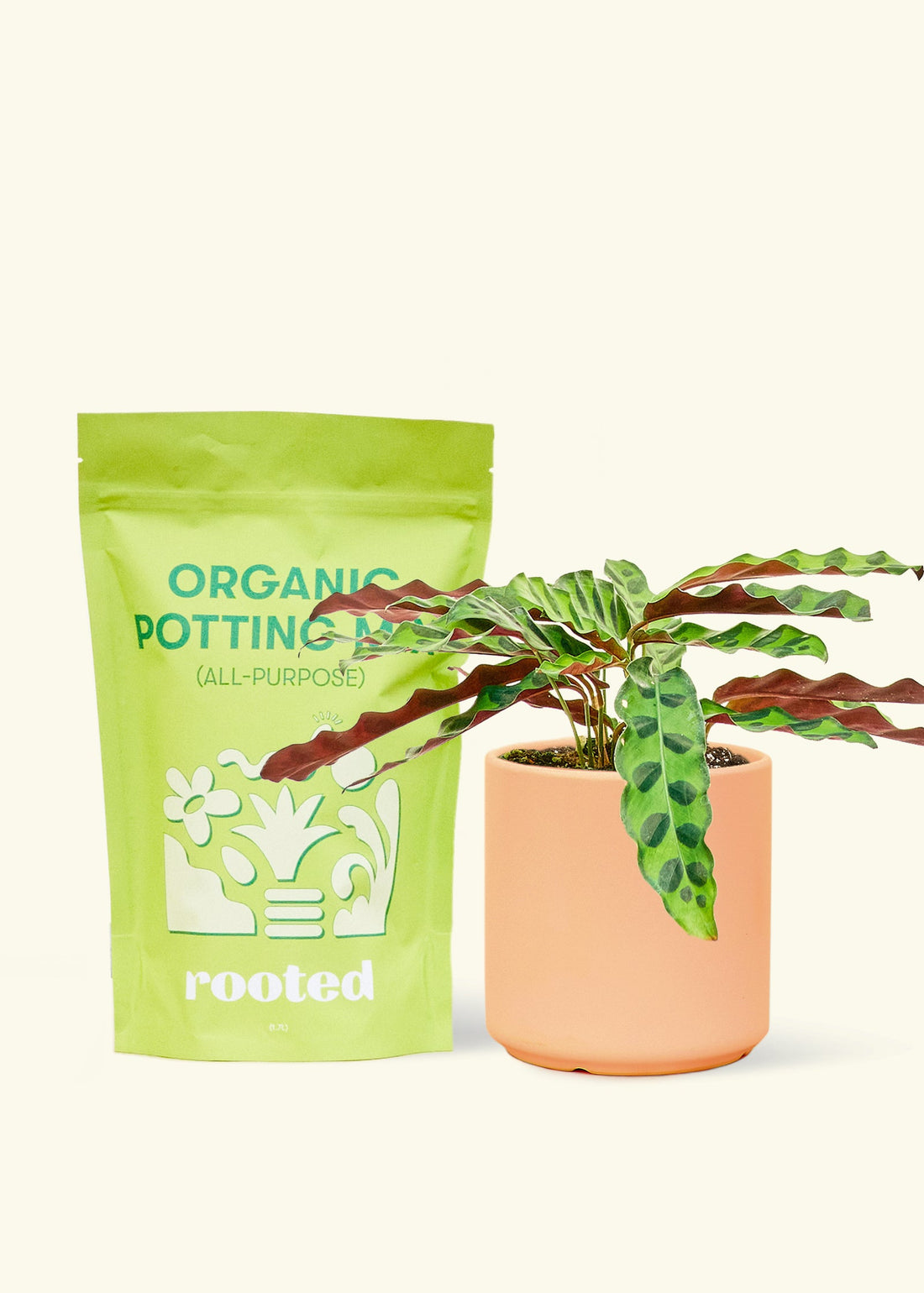 A bag of Organic Potting Mix to the left of a Calathea &