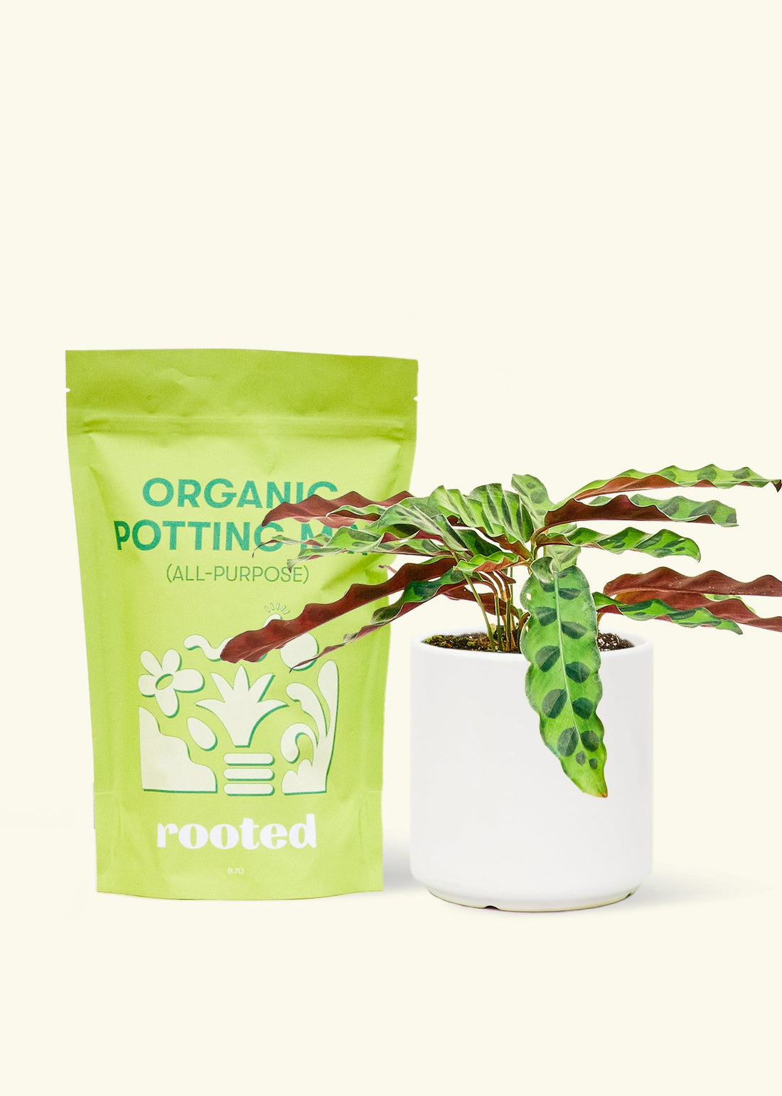 A bag of Organic Potting Mix to the left of a Calathea &