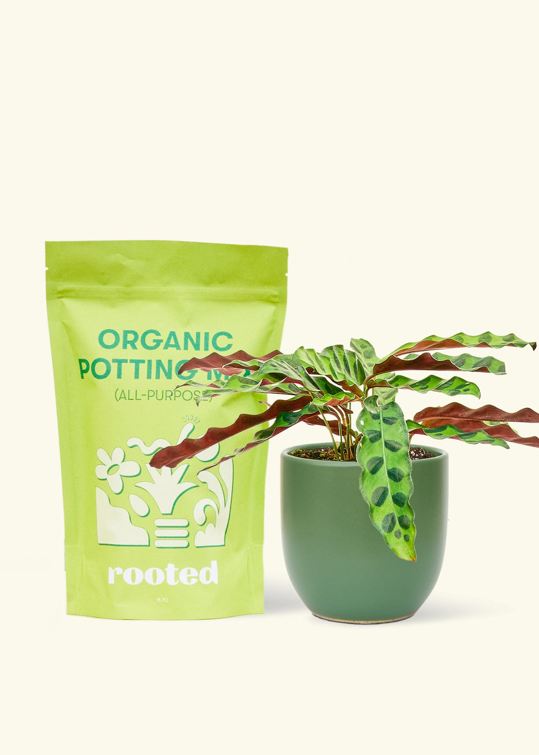 A bag of Organic Potting Mix to the left of a Calathea &