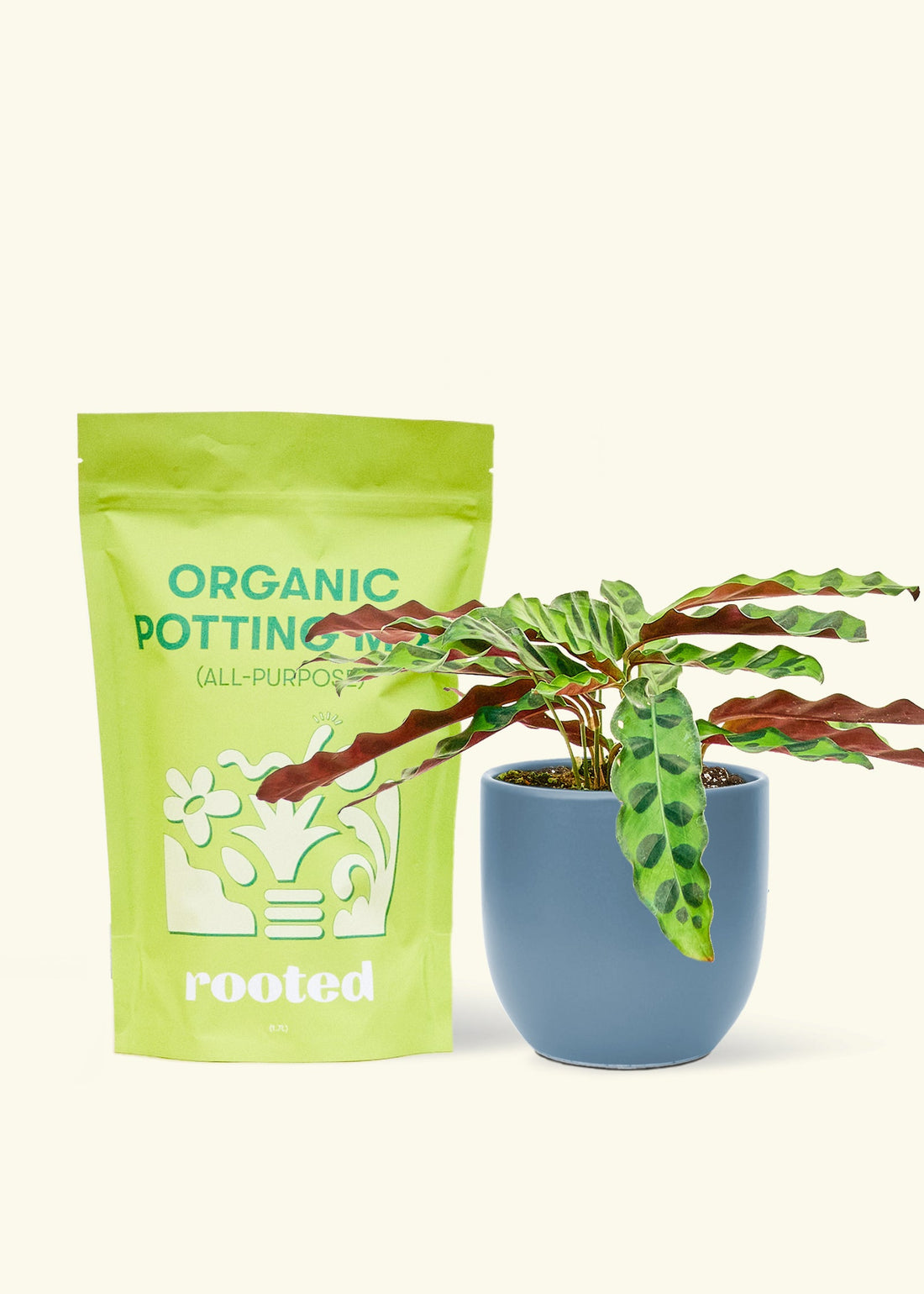 A bag of Organic Potting Mix to the left of a Calathea &