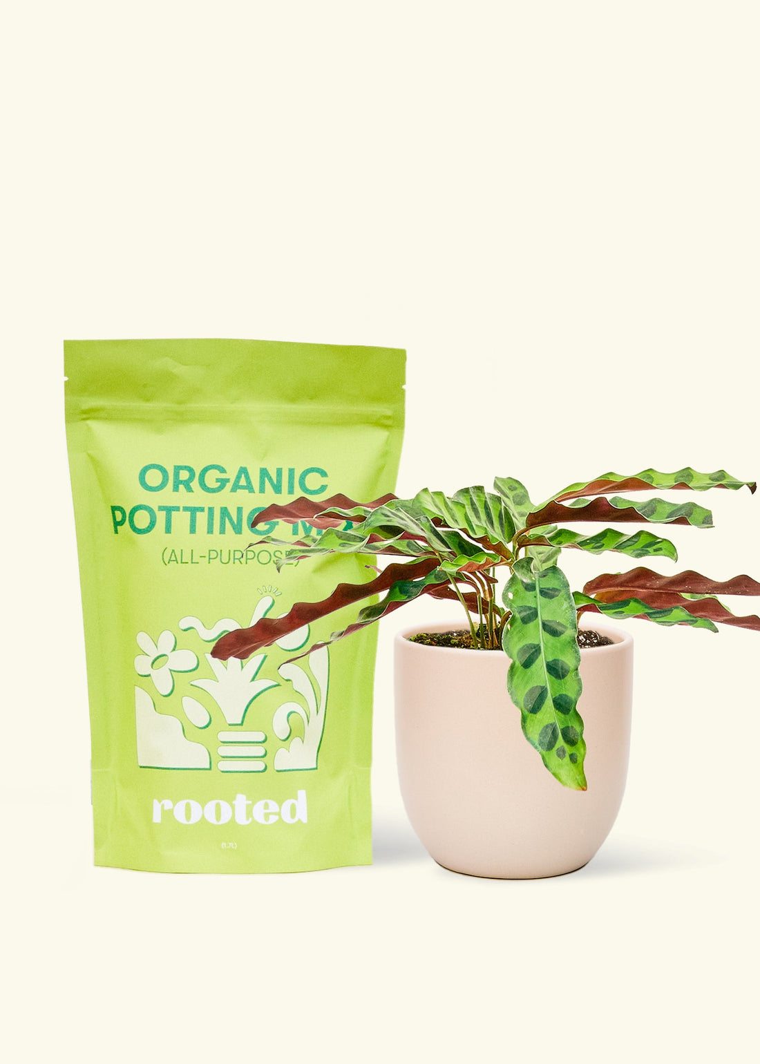 A bag of Organic Potting Mix to the left of a Calathea &