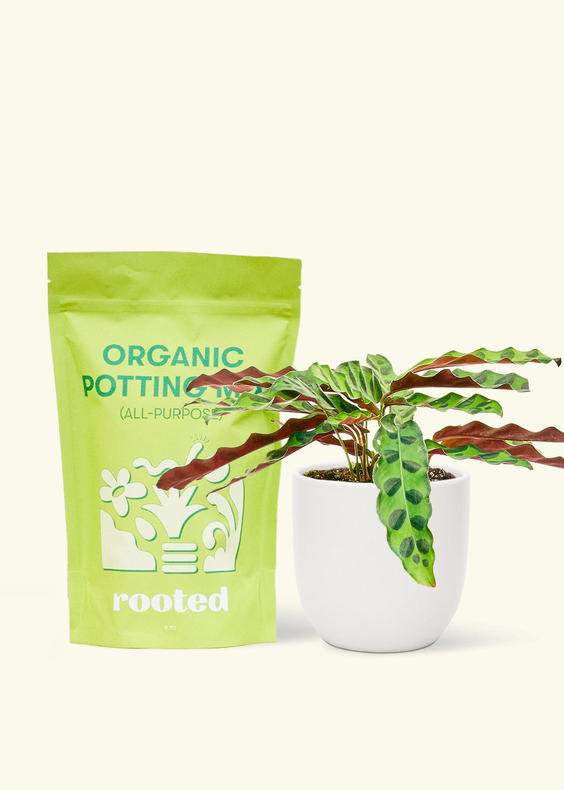 A bag of Organic Potting Mix to the left of a Calathea &