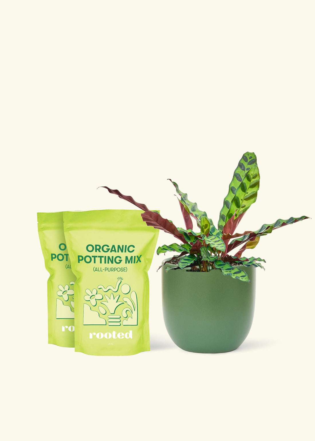 Medium Calathea &