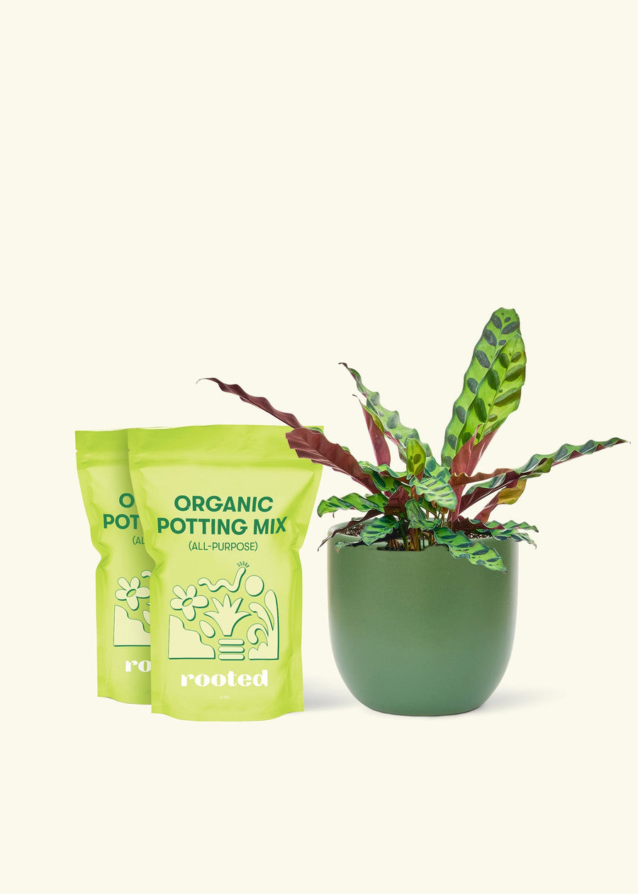 Medium Calathea 'Rattlesnake' in a green round pot and two bags of soil.
