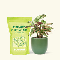 Small Calathea White Star (Calathea majestica 'White Star') in a green rounded pot and a bag of soil.