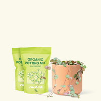 Medium String of Hearts (Ceropegia woodii) in a peach cylinder pot and two bag of soil.