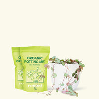Medium String of Hearts (Ceropegia woodii) in a white rounded pot and two bag of soil.