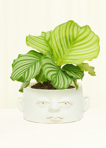 Chaparra Ceramic Face Planter Planter Headplanter 