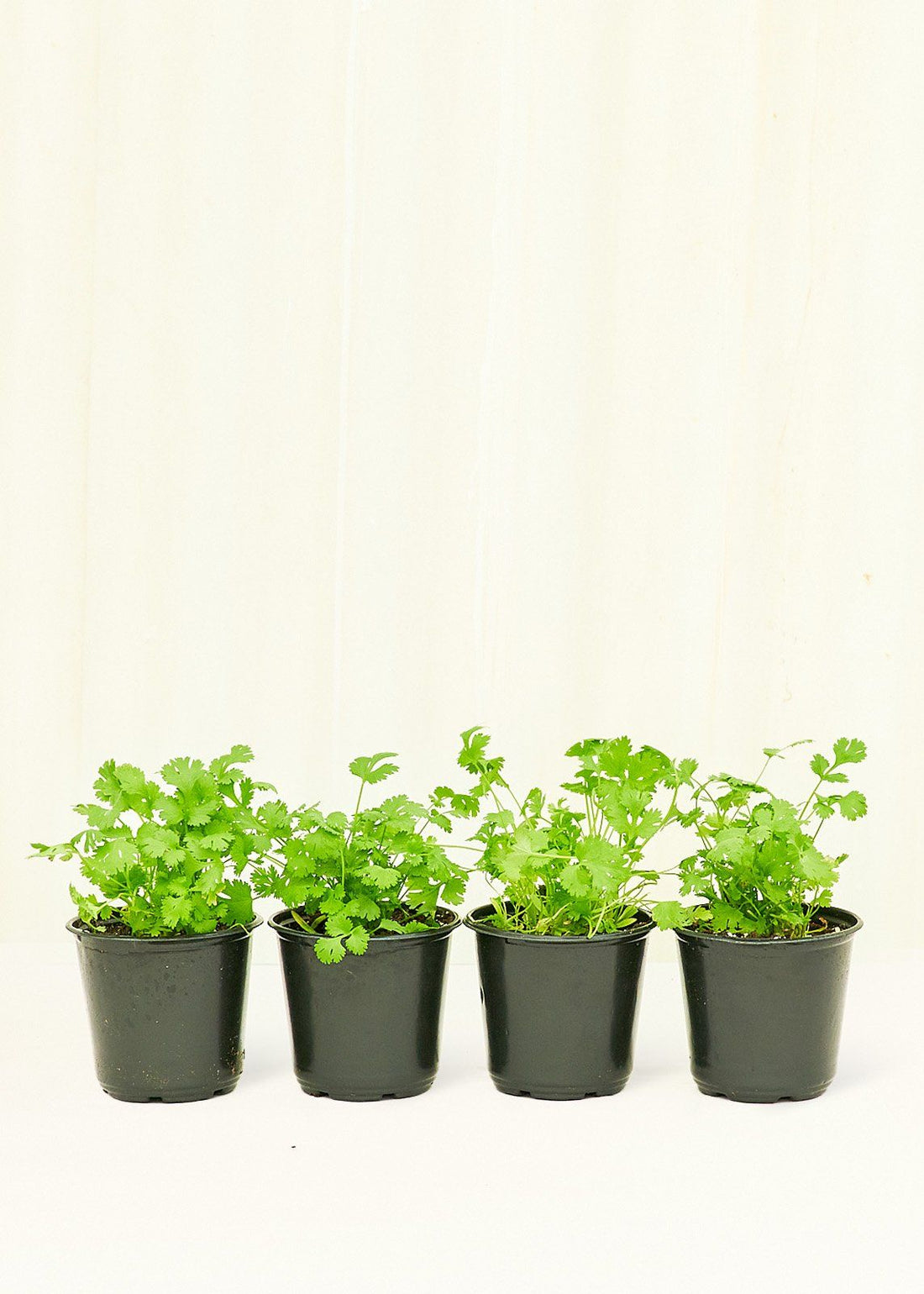 Cilantro 4-Pack Plant Rooted 