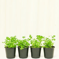 Cilantro 4-Pack Plant Rooted 