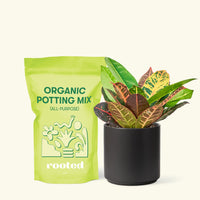 Small Croton 'Petra' (Codiaeum variegatum 'petra') in a black cylinder pot and a bag of soil.