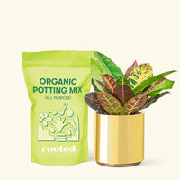 Small Croton 'Petra' (Codiaeum variegatum 'petra') in a gold cylinder pot and a bag of soil.