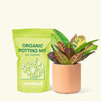 Small Croton 'Petra' (Codiaeum variegatum 'petra') in a peach cylinder pot and a bag of soil.