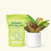 Small Croton 'Petra' (Codiaeum variegatum 'petra') in a white cylinder pot and a bag of soil.