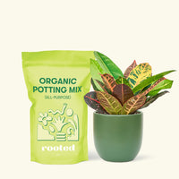 Small Croton 'Petra' (Codiaeum variegatum 'petra') in a green rounded pot and a bag of soil.