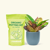 Small Croton 'Petra' (Codiaeum variegatum 'petra') in a indigo rounded pot and a bag of soil.
