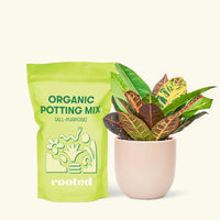 Small Croton 'Petra' (Codiaeum variegatum 'petra') in a pink rounded pot and a bag of soil.