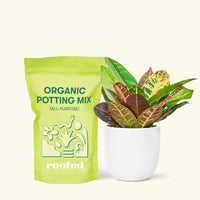 Small Croton 'Petra' (Codiaeum variegatum 'petra') in a white rounded pot and a bag of soil.