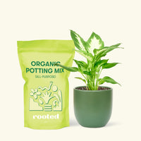 Small Dieffenbachia (Dieffenbachia 'Camille') in a green rounded pot and a bag of soil.