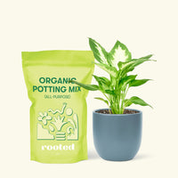 Small Dieffenbachia (Dieffenbachia 'Camille') in a indigo rounded pot and a bag of soil.