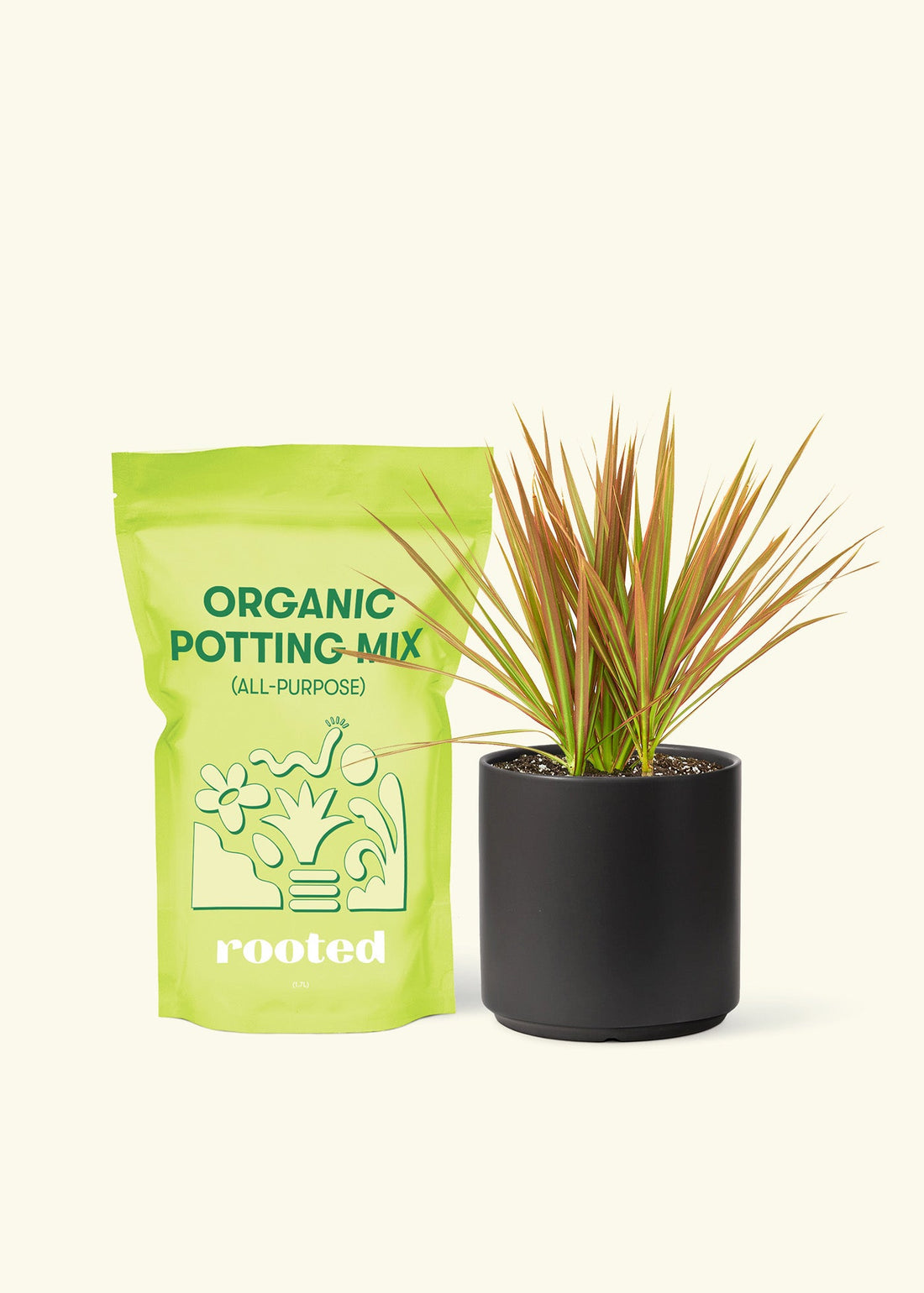 Small Bicolor Dragon Tree in a black cylinder pot and a bag of soil.